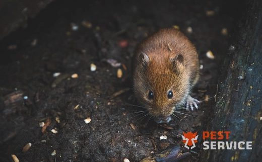 Дератизация в Межгорье